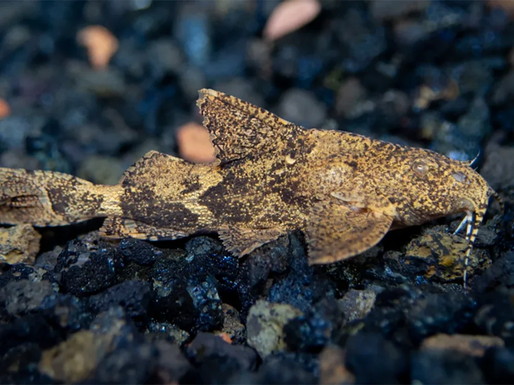 Hara filamentosa AKA Salween Rock Catfish, Erethistes Filamentosus (Hara filamentosus)