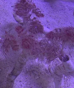 Hard Tube Coco Worm