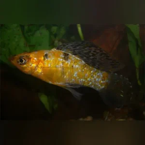 Harlequin Lyre Tail Molly