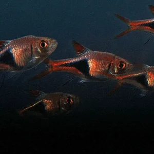 Harlequin Rasbora