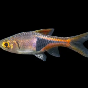Harlequin Rasbora (Trigonostigma heteromorpha), Tank-Bred
