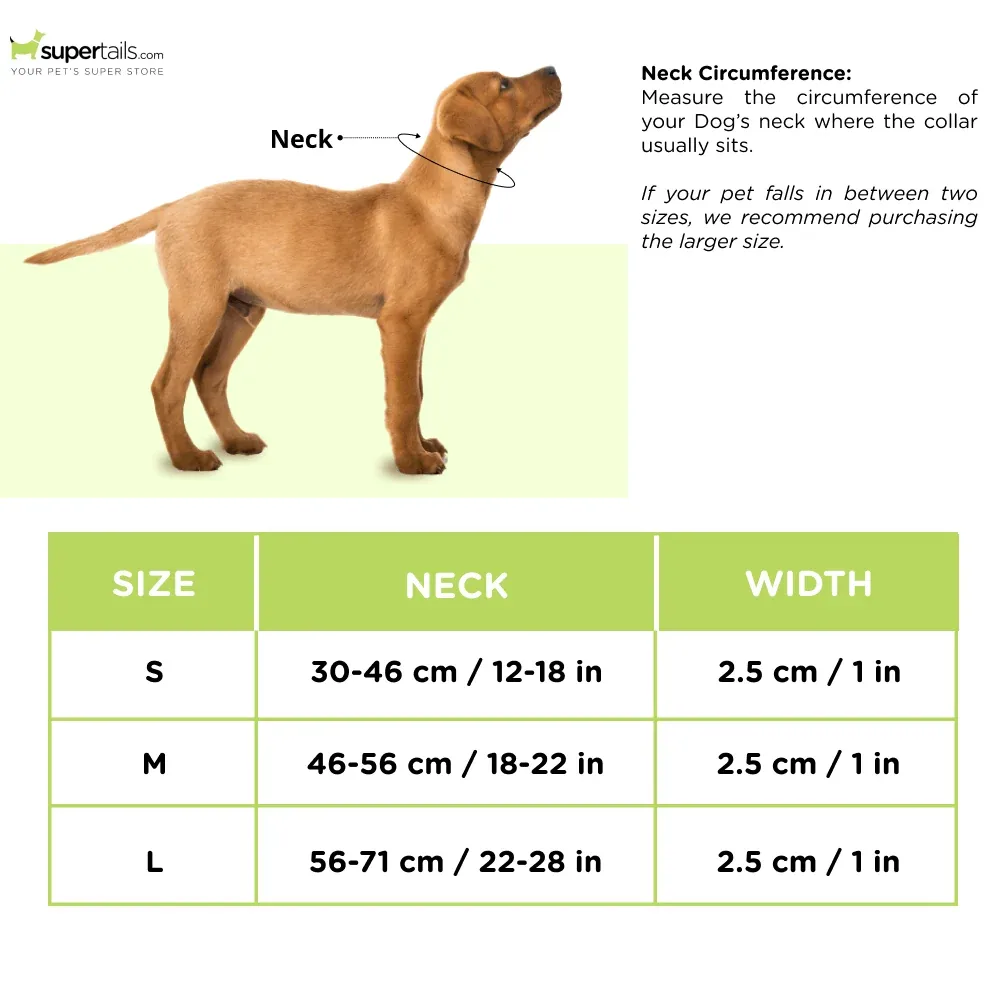 Harry Potter Potions In Motions Collar for Dogs - Image 2