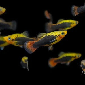 Hawaii Platy (Xiphophorus maculatus) - Tank-Bred!