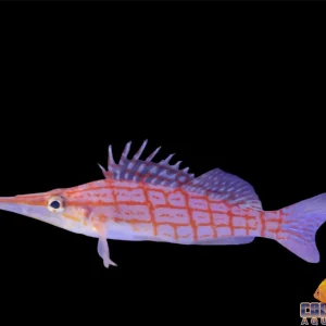 Hawkfish - Longnose Md/Lg
