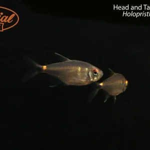 Head and Tail Light Tetra (Holopristis ocellifer)