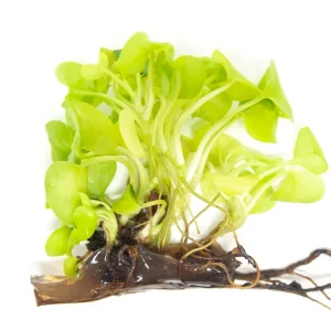 Heart Leaf Philodendron (Philodendron cordatum "Lemon Leaf") Tissue Culture