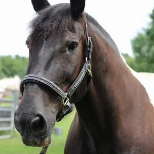 Henri de Rivel Padded Jewel Halter - Premium Leather Horse Halter with Jewel Inlay and Contrast Stitching