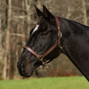 Henri de Rivel Pro Fancy Padded Rolled Throat Triple Stitched Halter, Oak Bark, Cob