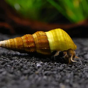 Hercules Snail (Brotia herculea)