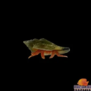 Hermit - Orange Banded