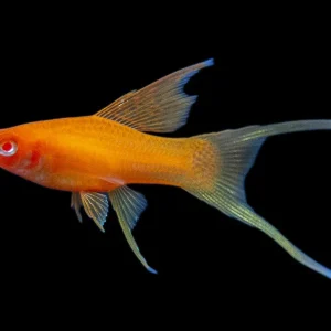 Hi Fin Red Eye Blood Red Lyretail Swordtail (Xiphophorus helleri), Tank-Bred