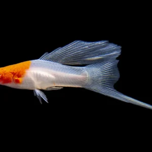 Hi Fin Tancho Kohaku Swordtail (Xiphophorus helleri), Tank-Bred