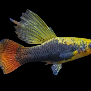 Hi Fin Tuxedo Platy (Xiphophorus maculatus), Tank-Bred