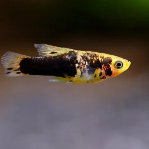 Hi Fin Yellow Variatus Platy (Xiphophorus variatus) – Locally Bred!