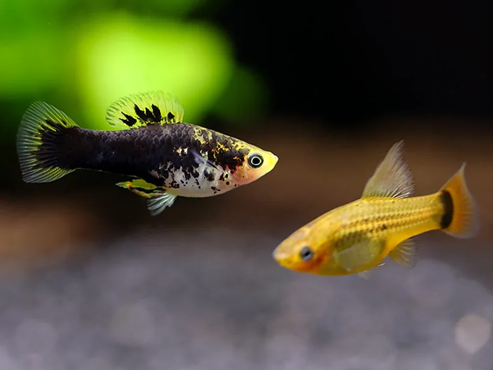 Hi Fin Yellow Variatus Platy (Xiphophorus variatus) – Locally Bred! - Image 2
