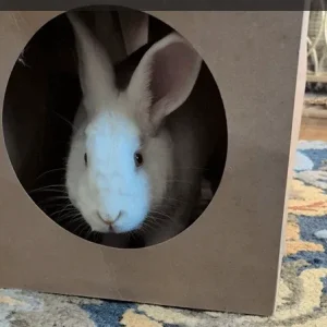 Hide & Sneak Paper Play Tunnel | NEW