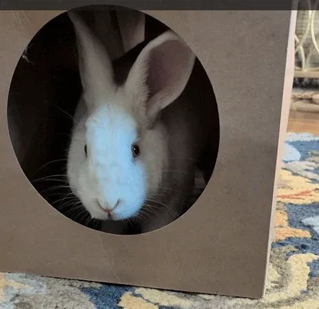 Hide & Sneak Paper Play Tunnel | NEW