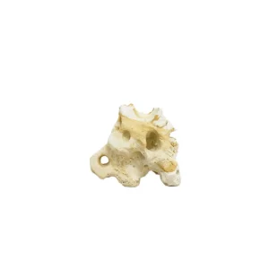 Hikari USA Resin Texas Holey Rock, 5.7 in x 3.75 in x 4.50 in