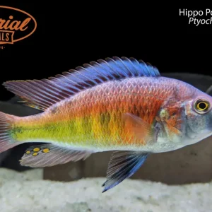 Hippo Point Salmon