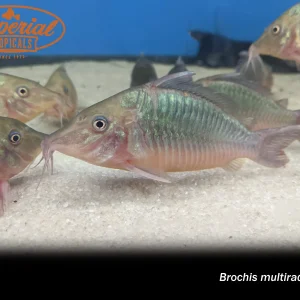 Hog Nose Brochis