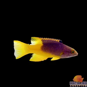 Hogfish - Spanish Sm/Md