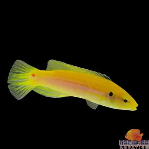 Hogfish - Twinspot Juv