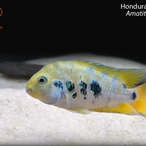 Honduran Red Point