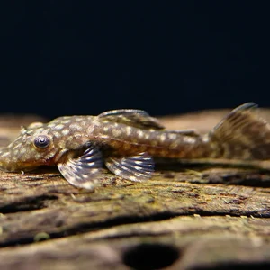 Honeycomb Bristlenose Pleco (Ancistrus sp. “Wabenmuster”) – Tank Bred