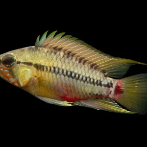 Hongslo's Dwarf Cichlid (Apistogramma hongsloi "Form II") - TANK-BRED!!!