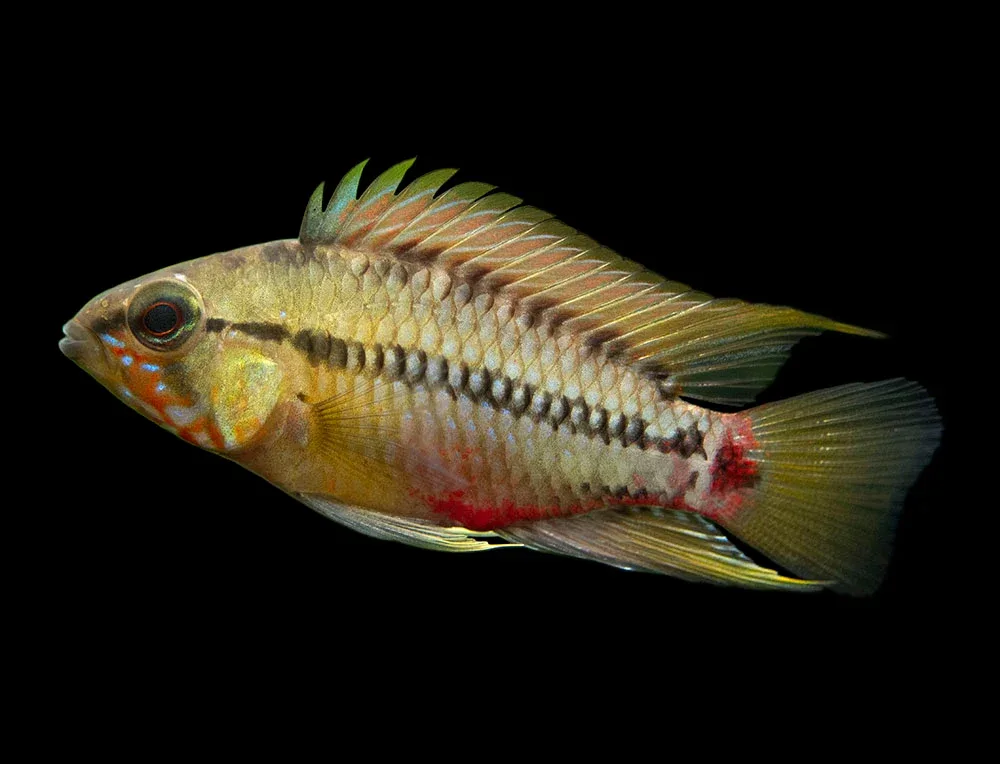 Hongslo's Dwarf Cichlid (Apistogramma hongsloi "Form II") - TANK-BRED!!!