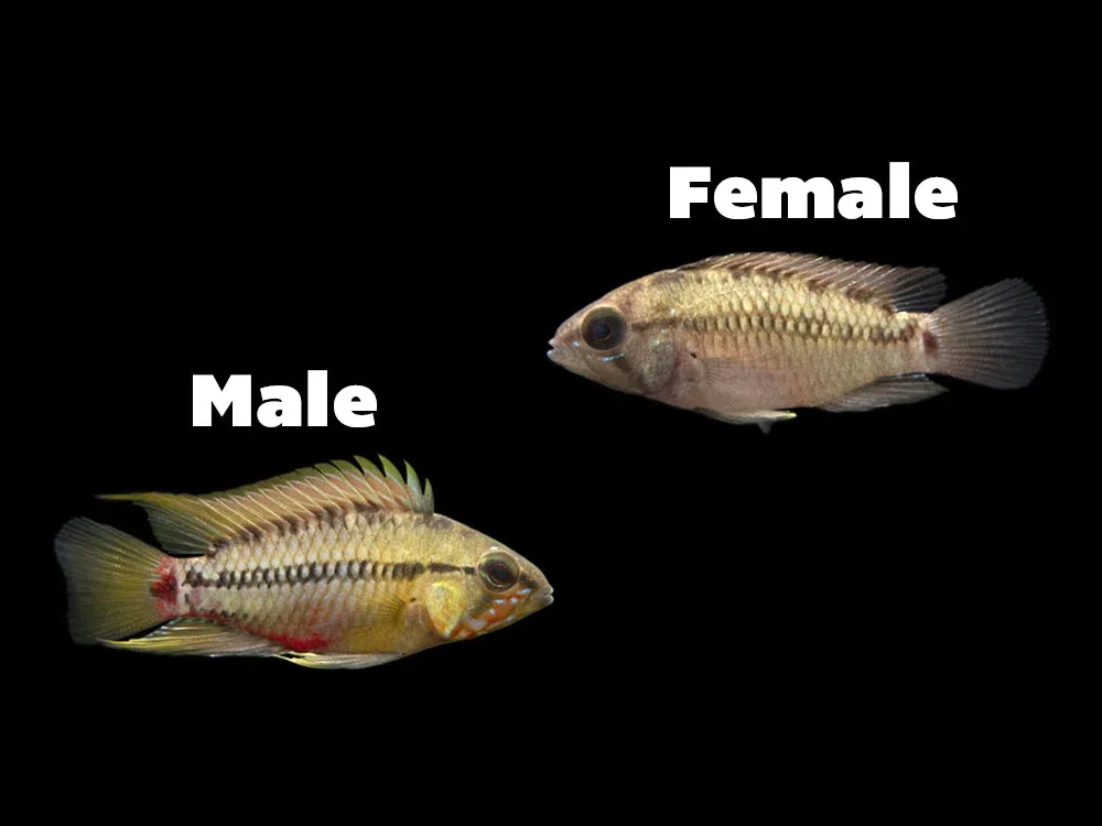 Hongslo's Dwarf Cichlid (Apistogramma hongsloi "Form II") - TANK-BRED!!! - Image 2