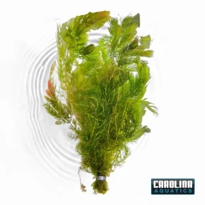 Hornwort
