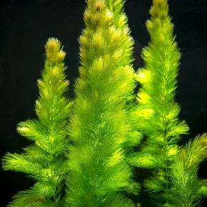 Hornwort (Ceratophyllum demersum)