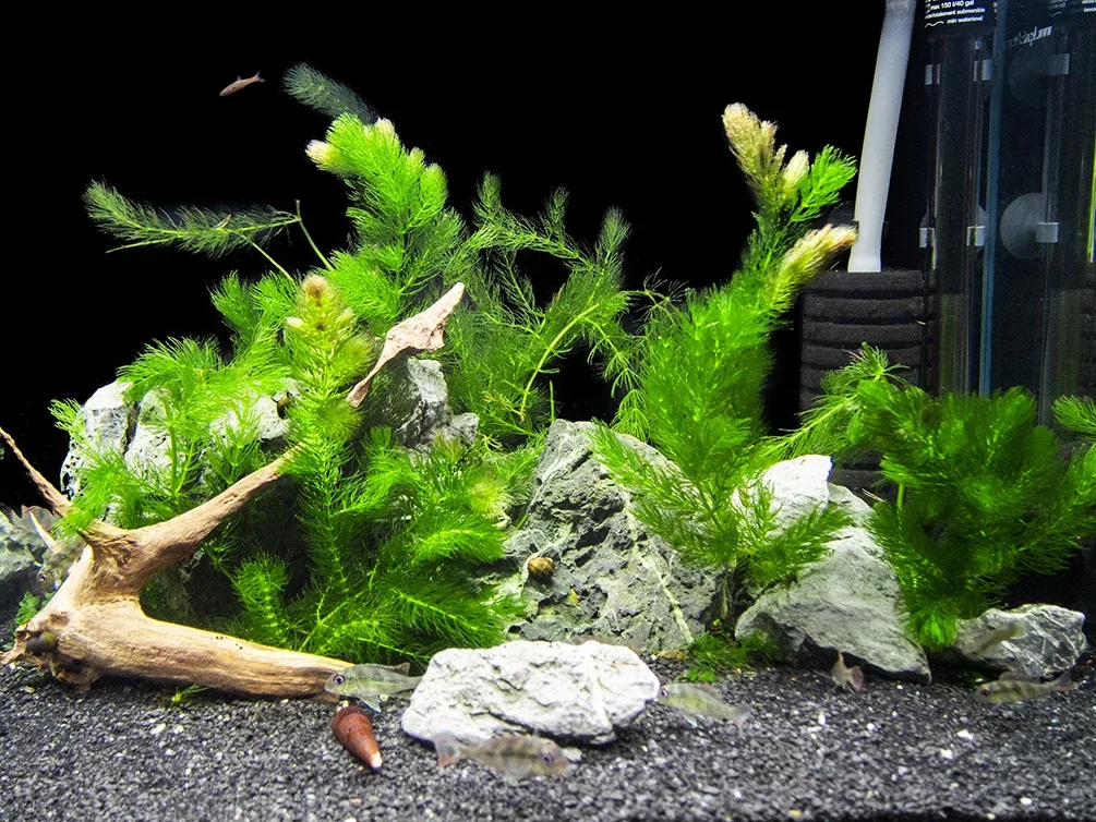 Hornwort (Ceratophyllum demersum) - Image 2