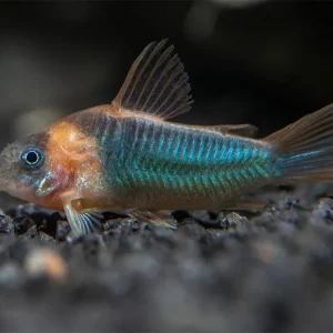 Horseman's Cory Catfish (Corydoras eques), Tank-Bred