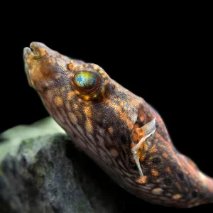 Humpback Dragon AKA Band Puffer (Tetraodon palembangensis)
