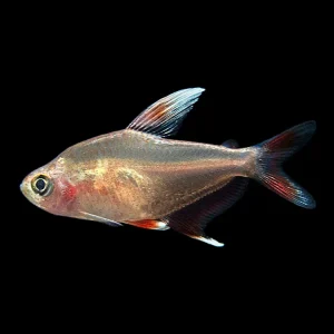 HY511 Candy Cane Tetra (Hyphessobrycon sp.) - Tank-Bred!