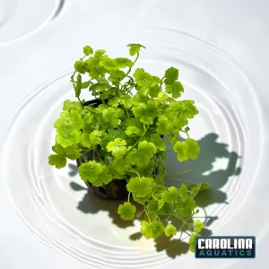 Hydrocotyle Japan Potted