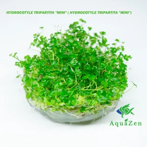 HYDROCOTYLE TRIPARTITA "MINI" ( HYDROCOTYLE TRIPARTITA "MINI") - Tissue Culture