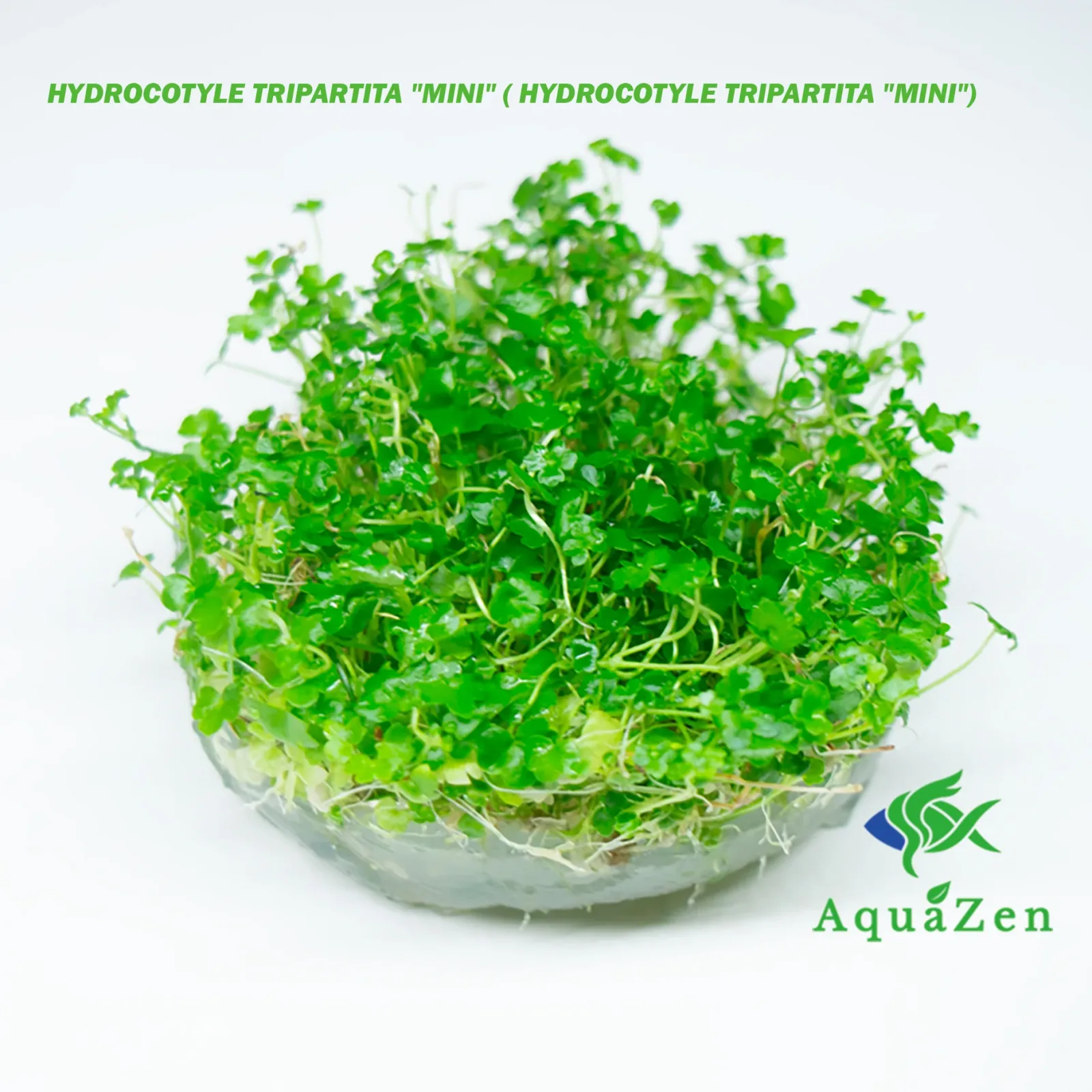 HYDROCOTYLE TRIPARTITA "MINI" ( HYDROCOTYLE TRIPARTITA "MINI") - Tissue Culture