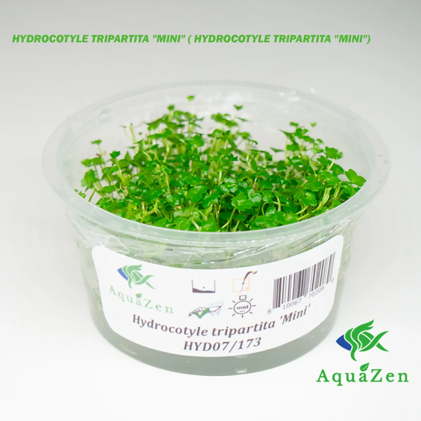 HYDROCOTYLE TRIPARTITA "MINI" ( HYDROCOTYLE TRIPARTITA "MINI") - Tissue Culture - Image 2
