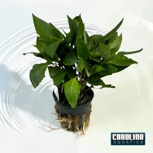 Hygrophila Compact Potted