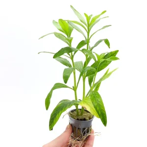 Hygrophila Odora – Freshwater Aquarium Plant (Potted)