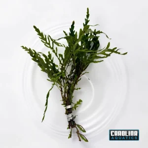 Hygrophila Pinnatifida