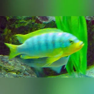 Ice Blue Cichlid