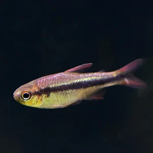 Imperial Lapis Tetra (Hyphessobrycon sp. "Lapis Imperialis") – Tank Bred