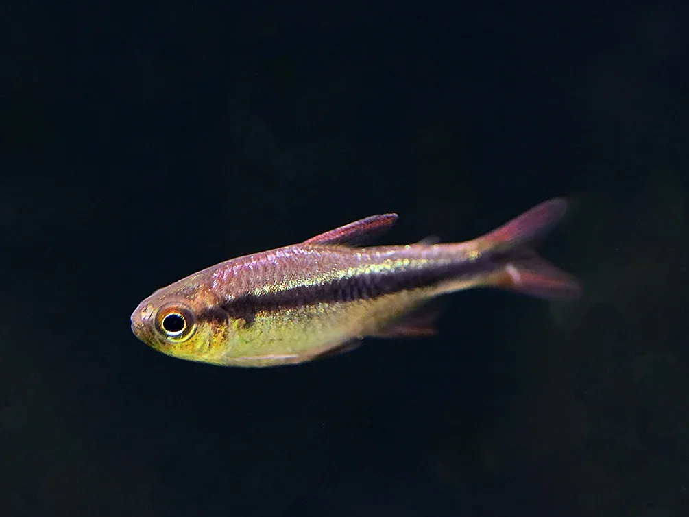 Imperial Lapis Tetra (Hyphessobrycon sp. "Lapis Imperialis") – Tank Bred