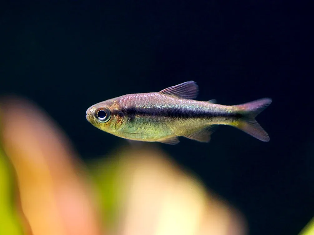 Imperial Lapis Tetra (Hyphessobrycon sp. "Lapis Imperialis") – Tank Bred - Image 2