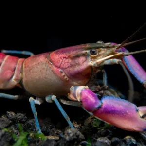 Imperial Purple Crayfish (Cherax alyciae)