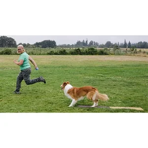 Independent Stopped Dogwalks